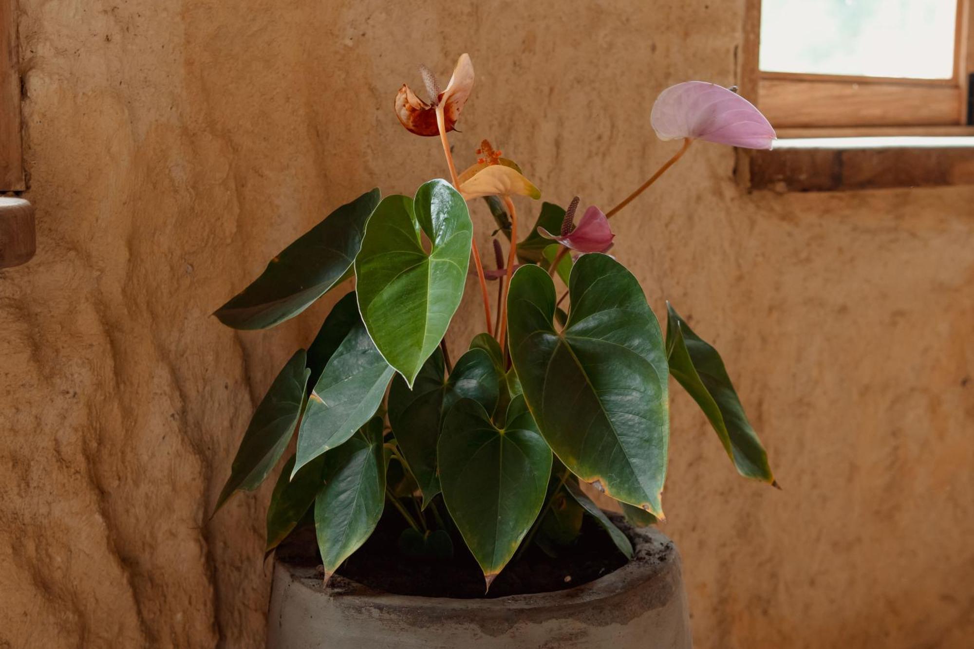 Hotel Pachamama Campestre Dosquebradas 외부 사진