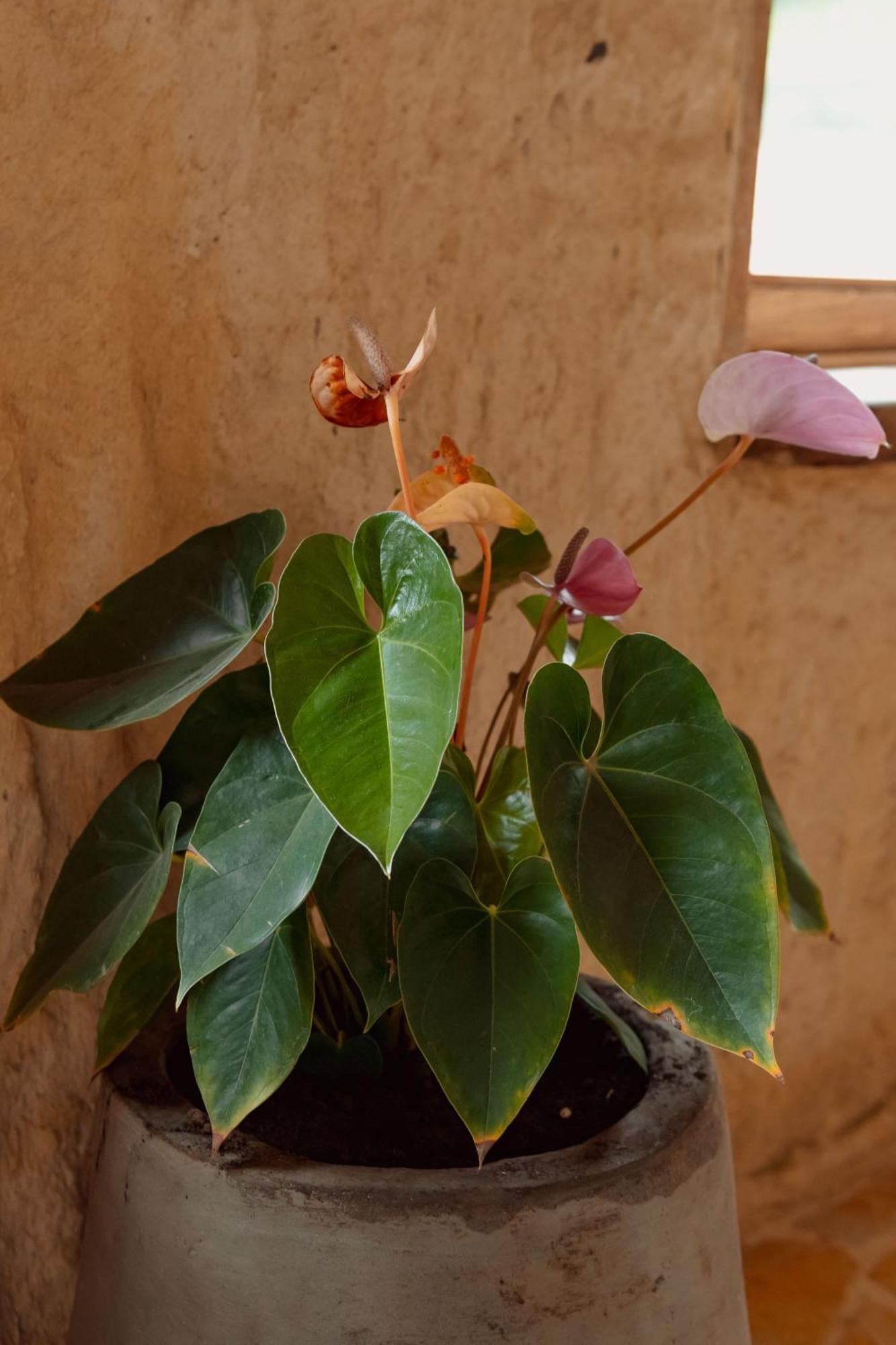 Hotel Pachamama Campestre Dosquebradas 외부 사진
